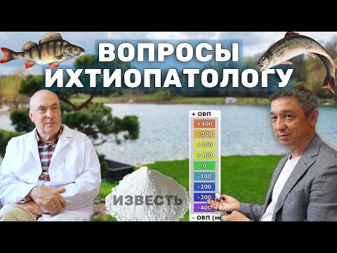 Видео: Ихтиопатолог: разведение форели и вода из реки / скважины, норма ОВП водоёма, известкование пруда