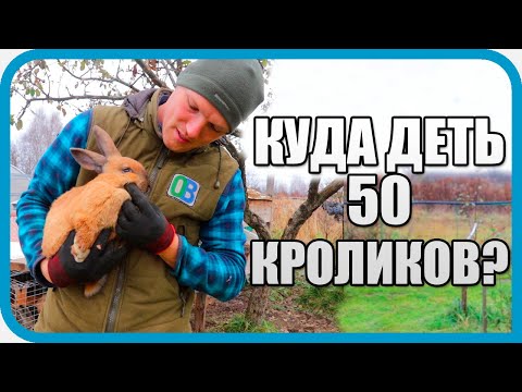 Видео: КУДА ДЕТЬ 50 КРОЛИКОВ? ОПТИМИЗАЦИЯ У ДОМА В ДЕРЕВНЕ