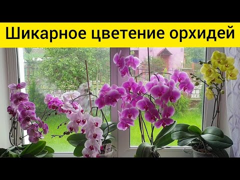 Видео: Орхидеи цветут постоянно || Шикарное каскадное цветение орхидей || Обзор цветущих орхидей