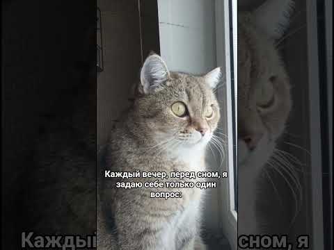 Видео: #привет_я_тося #юмор #видосыоткота #cat #шуточное #смех #ржакадосліз