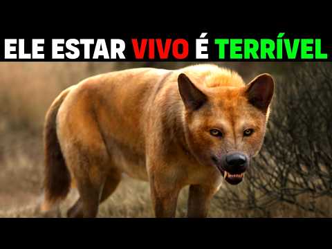 Видео: НАЙДЕНЫ собаки СИЛЬНЕЕ, чем кошачьи | ЭТО НЕ ВОЛК