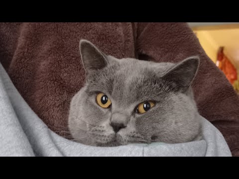 Видео: Кот Лёлик ♥️