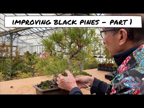 Видео: Улучшение японской черной сосны. Часть 1