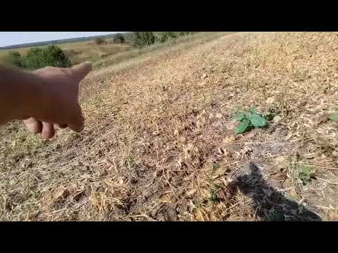 Видео: Молотим раннюю сою 2017 работа приставки FLEX (ETTARO)