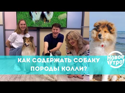 Видео: Как содержать собаку породы колли?