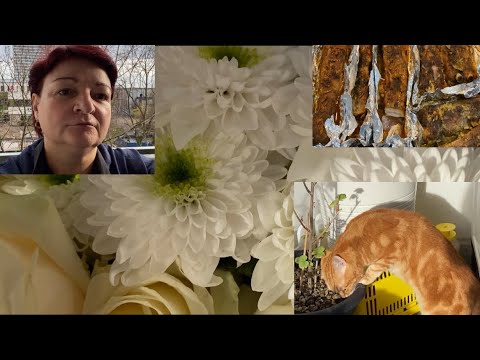 Видео: VLOG/ЖИЗНЬ В ГЕРМАНИИ/СЛЯМЗИЛА РЕЦЕПТ САЛО/ЕЛИ ПЫЛЬ И МЕЛ😁