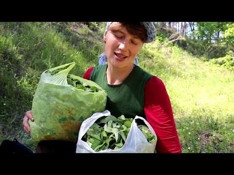 Видео: Ферментированный чай из земляничного листа.Способы скручивания листа.