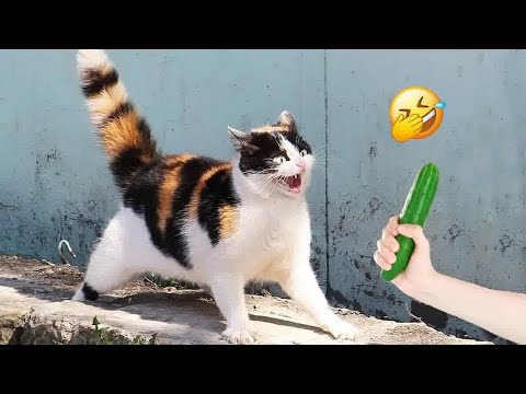 Видео: Самые смешные моменты с животными заставят вас смеяться до слез 🐱