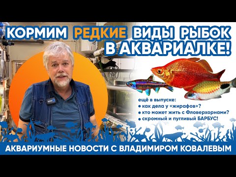 Видео: Аквариумные новости с Владимиром Ковалевым (16.11.2023). Кормим РЕДКИХ РЫБОК!