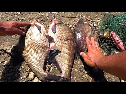 Видео: ЛЕЩИ не отпускают домой! Ловля ЛЕЩА на ДОНКИ! Пенопласт, Сало, Опарыш!