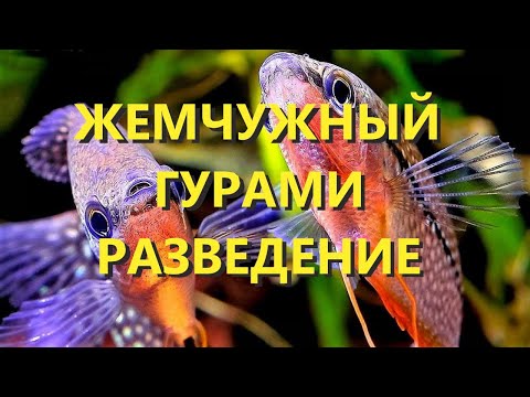 Видео: Разведение жемчужных гурами