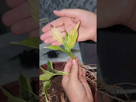 Видео: N⁰-132. СПАТИФИЛУМ АЁЛ БАХТИ ГУЛИНИНГ  (ЖЕМИНЫЙ) СОРТИНИ ПАРВАРИШИ...