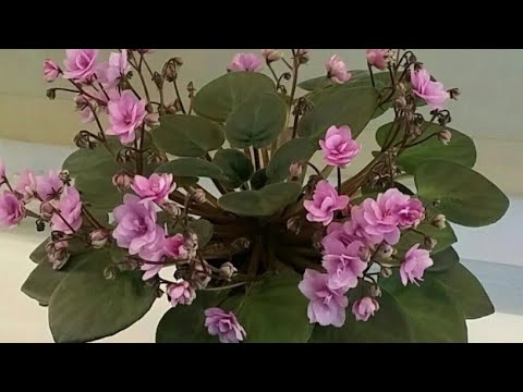 Видео: 19.12.22.Фиалки..Примула посев на снег..