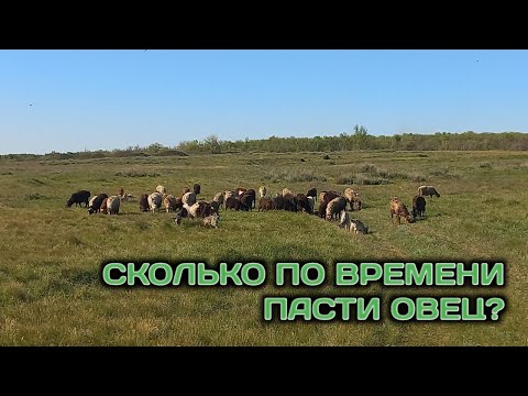 Видео: Сколько пасти овец? Сколько по времени мы пасем овец. Сколько нужно вообще...