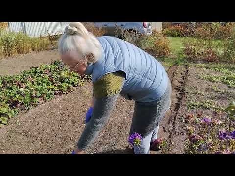 Видео: Чеснок посадила, можно наводить порядок