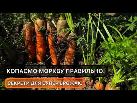 Видео: 🥕Коли потрібно викопати моркву , щоб вона довго зберігалася і була сокавита. Як зберігати моркву .