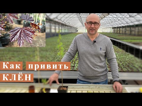 Видео: Как привить клен?