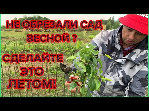 Видео: ЛЕТНЯЯ ОБРЕЗКА саженцев плодовых деревьев после посадки