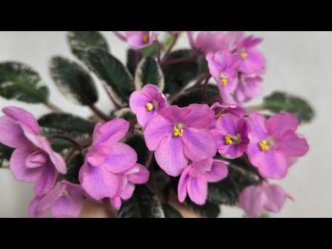 Видео: Нежные цветущие фиалки 