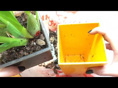 Видео: Пересадка онцидиума твинкл в горшок Lechuza. Горшок для орхидей с автополивом.