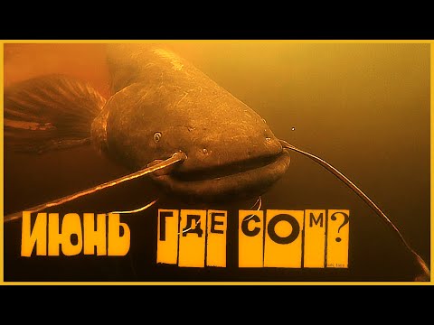 Видео: ИЮНЬ. ГДЕ СОМ? ПОДВОДНАЯ ОХОТА 2021