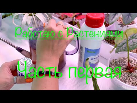 Видео: Посадки #люксурианс#кристаллинум#альба#аглаонемы