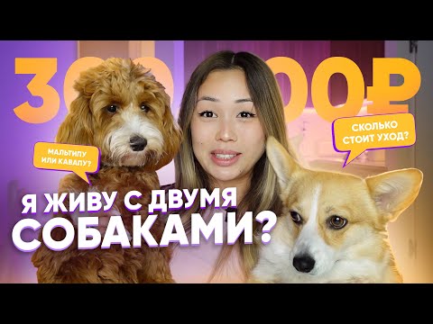 Видео: мальтипу или кавапу? живу с двумя собаками🐶 сколько я трачу💸