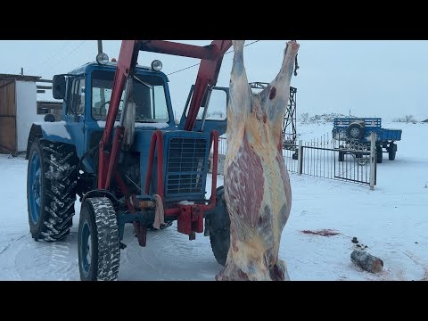 Видео: СОҒЫМ 2024ж | Соғымға жабағы сойдық #ауылөмірі #жылқы #соғым #жабағы