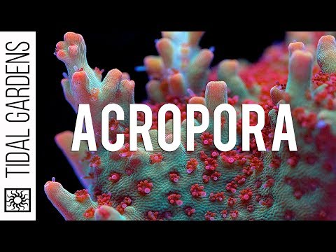 Видео: Советы по уходу за кораллами Acropora