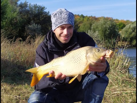 Видео: Карп на пшено и амур на сало. Часть 1