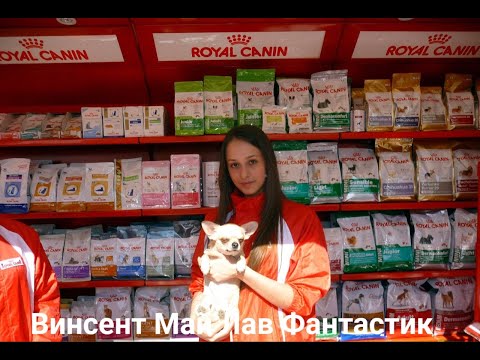 Видео: #ОТЗЫВ о корме #ROYAL_CANIN питомник собак "Мари Мистик" ХОРОШИЙ ИЛИ ПЛОХОЙ КОРМ ДЛЯ СОБАК ?