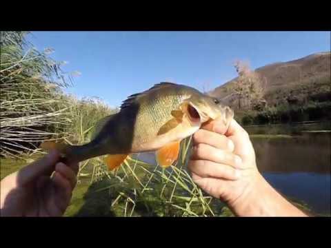 Видео: С одним воблером в кармане. Lucky Craft Clutch SSR