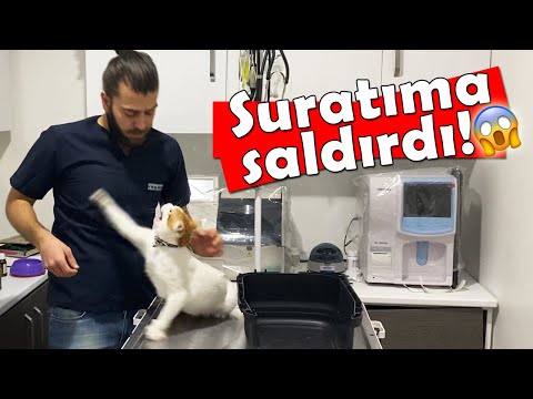 Видео: КОШКА-БОКСЕР НАПАДАЕТ НА ВЕТ! ПЫТАЙТЕСЬ ЕГО УДАР!