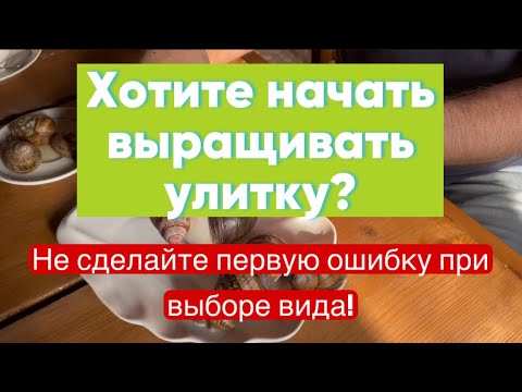 Видео: Какую улитку выращивают фермеры и что у нее внутри?