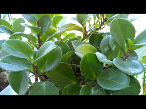Видео: КҮТІМДІ ҚАТТЫ ҚАЖЕТ ЕТПЕЙТІН ГҮЛ.