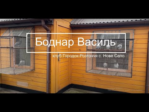 Видео: Боднар Василь - історія початку голубиного спорту!