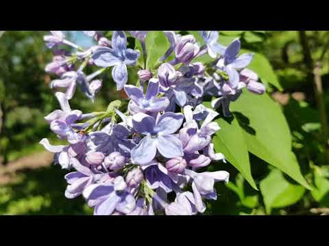 Видео: Лучшие сорта сирени. Коллекция сирени. Дача 2019.