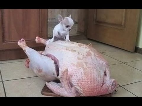 Видео: 😺 Джекпот для собаки! 🐕 Смешное видео с собаками и кошками! Вы будете смеяться! 😸
