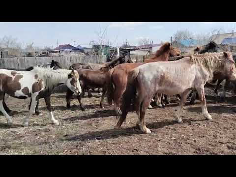 Видео: Биелерді Үйірге қостық#айғыр #байтал #байге #жабағы