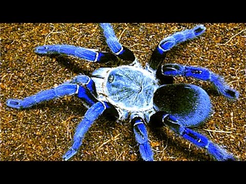 Видео: 10 Самых Опасных Пауков в Мире