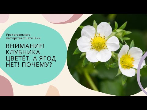 Видео: Клубника цветет , а ягод нет. Почему?
