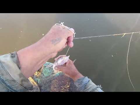 Видео: р. Обь.  Проверка  перемётов .  Краснокнижные...тоже  попадают..