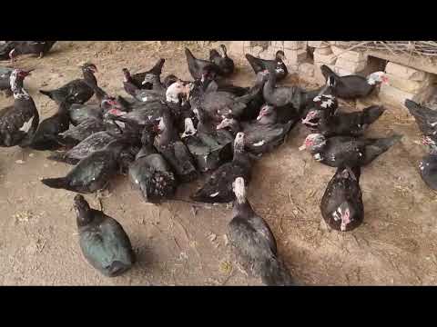 Видео: Тухумлаши ва курки булиши хакида