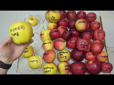 Видео: яблука станом на 28 січня 2024 року