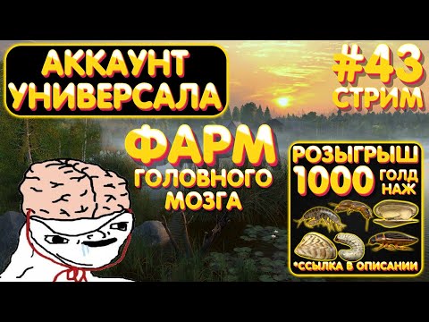 Видео: 1000 голд наживки РОЗЫГРЫШ 🔥 Аккаунт универсала #43 стрим 🎁 Прем на TROVO 🎁 Русская Рыбалка 4 #1114