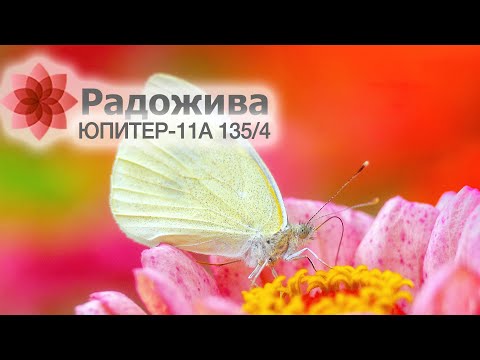 Видео: Юпитер-11А 4/135 и бабочки. Примеры фотографий, мысли про объектив. Краткий обзор объектива. ξ034