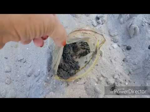 Видео: Пошла искать клад,а нашла заначку . Голова ты моя удалая.Австралия Сидней . Botany Bay