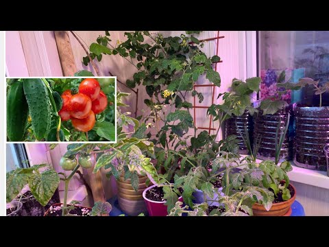 Видео: Огород на балконе! Такого вы еще не видели! Все прет!