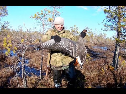 Видео: Охота на гуся 2019, Кировская обл. 43 регион!