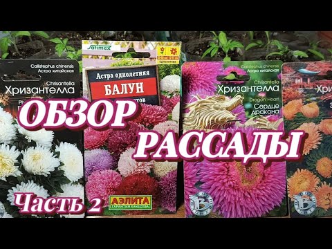 Видео: ОБЗОР РАССАДЫ 🌺 ЧАСТЬ 2